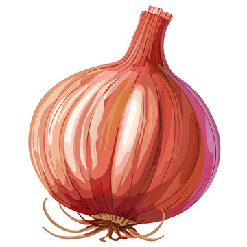 recommend clip art: Vector illustration of a onion on a white background. Suitable for crafting and digital design projects.[A-0003]