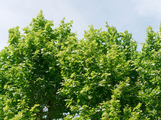 beautiful green foliage of trees in spring