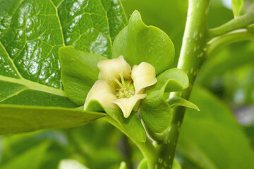 Blooming persimmon buds in the garden