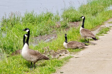 Kanadagänse Familie