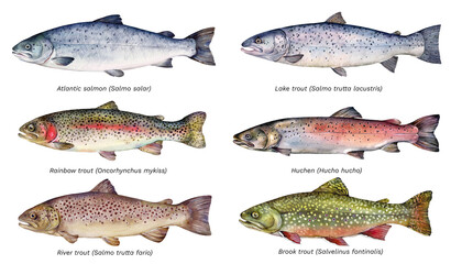 Watercolor set of Salmonidae fish: Atlantic salmon, Lake trout, Rainbow trout, Huchen, River trout, Brook trout. Hand drawn fish illustration. © Екатерина Роменская