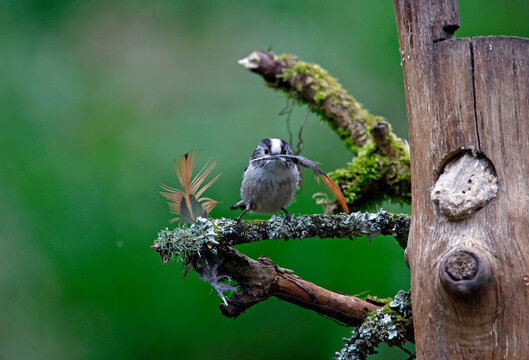 Long tailed tits collecting feathers for their nest