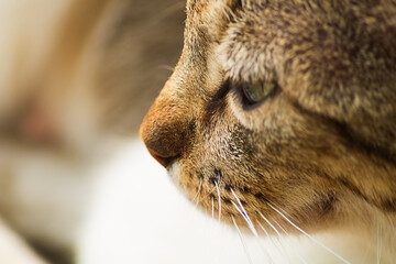 The muzzle of a gray tabby cat looks to the left, into the distance, thinking about something....