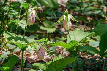 クマガイソウの群落