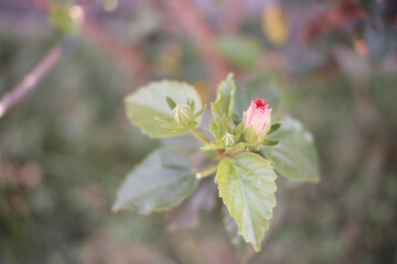 Close-Up of Hibiscus Bud (Hibiscus rosa-sinensis) - Emerging Beauty of a Tropical Flower in its Early Stage