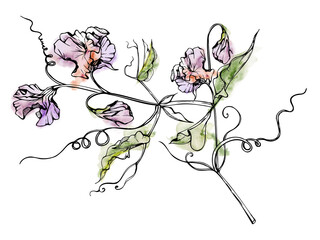 Hand drawn watercolor ink illustration botanical flowers leaves. Sweet everlasting pea, vetch bindweed legume. Branch bouquet isolated on white background. Design wedding, love cards, floral shop