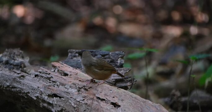 On a rotten log looking around, Abbott's Babbler Malacocincla abbotti