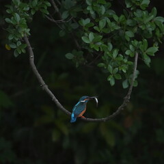 common kingfisher in a forest