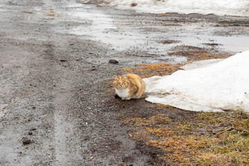 Fototapeta premium alert hungry homeless kitten cat sitting on rural road in winter. care and help homeless animals, abandoned pets. animal protection