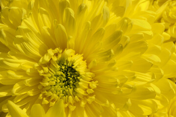 Macro of the center of yellow chrysanthemum flower.