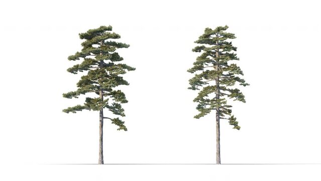 Trees grow from small to large..High quality 3d tree on the wind. Photorealistic tree 3d rendering Animated by Wind, with Alpha Channel