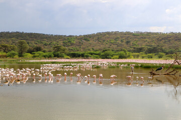 flamingos in the lake Bogoria, Kenya