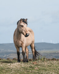 Majestic white  Horse Standing Alone in a Green Pasture with Wind Turbines in the Background