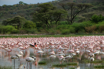 flamingos in the lake Bogoria, Kenya