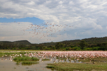 flamingos in the lake Bogoria, Kenya
