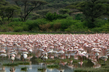 flamingos in the lake Bogoria, Kenya