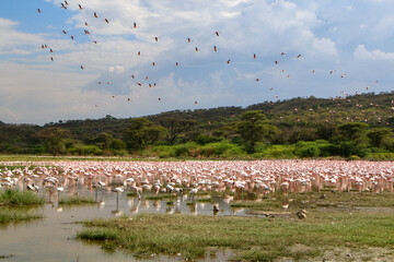 flamingos in the lake Bogoria, Kenya