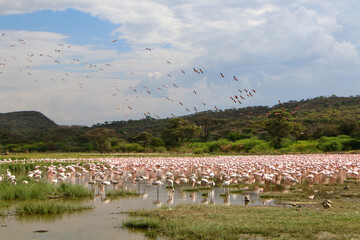 flamingos in the lake Bogoria, Kenya