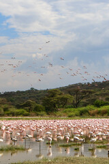 flamingos in the lake Bogoria, Kenya