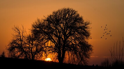 A tranquil scene as the sun sets behind a lone tree, casting a warm glow across the landscape, creating a peaceful and picturesque moment in nature.