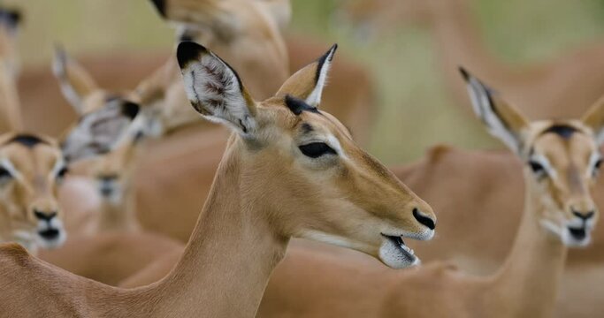 Close-up. Impala standing and chewing the cud