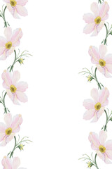 Cosmos flowers and leaves. Isolated hand drawn watercolor frame of pink cosmea. Summer floral of pink wildflowers wreath for wedding invitations, cards, packaging of goods