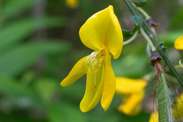 Charcoal workers' broom (Cytisus scoparius)  flower in spring