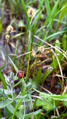 ladybug on dreen grass macro © Alla