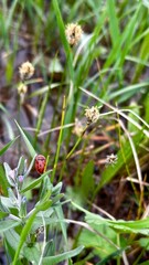 ladybug on a green leaf
