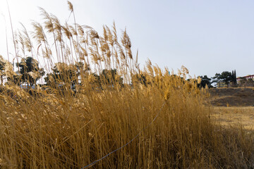 Tall grass reeds of yellow golden color are bent under the weak wind. Evergreen trees in the...