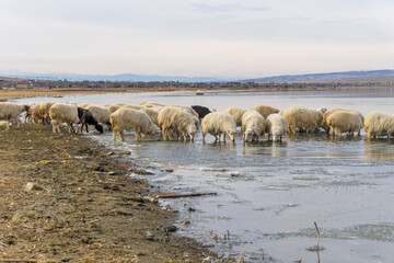 A close-up view of a flock of sheep drinking water in a frozen lake. Mountains in the background. Light blue sky