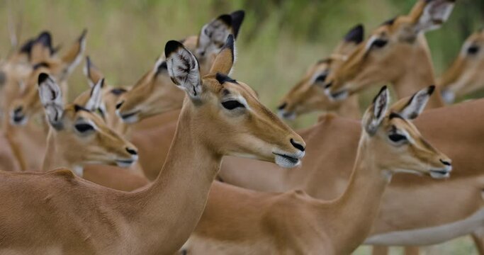 Close-up. Herd of Impala standing chewing the cud