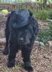 Black NewFoundland dog wearing Fedora Hat..