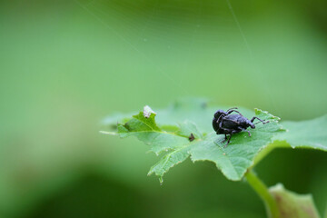 ハナウドゾウムシ / Catapionus viridimetalicus