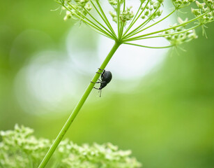 オオハナウドに集まるハナウドゾウムシ / Catapionus viridimetalicus attracted to...