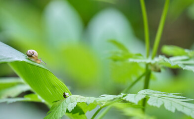 葉の上をゆくエゾマイマイ / Ezohelix gainesi on a leaf