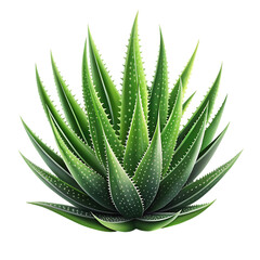 Fototapeta premium aloe vera plant on transparent background