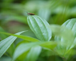 葉の上のジョウカイボン / Lycocerus suturellus on a leaf