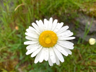 Fototapeta premium daisy flower