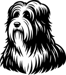 Obraz premium Bearded Collie12