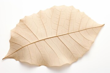 Obraz premium A simple leaf featuring avantgarde morphology and advanced venation