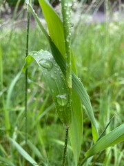 grass with dew drops