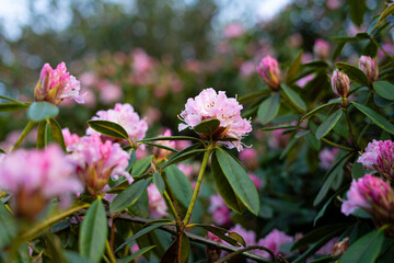 Obraz premium Closeup of Rhododendron pachytrichum flowers on a bush