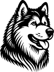 Fototapeta premium Alaskan Malamute6