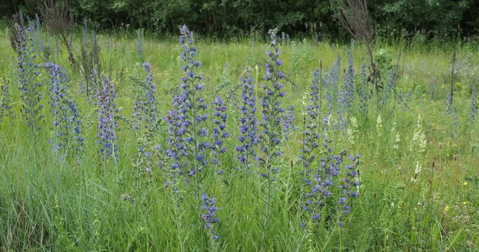 (Echium vulgare) Erect spikes of Viper's bugloss or blueweed funnel-shaped pink to blue flowers along spotted stems colonizing an embankment at the edge of a meadow