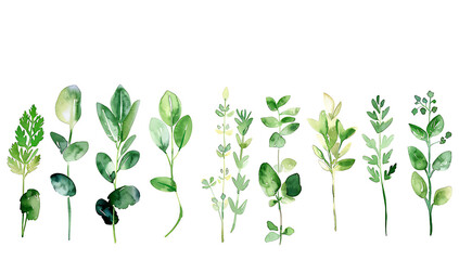 Obraz premium Watercolor Plants in a Row - green leaves on a white background. 