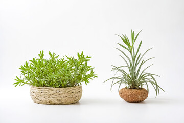 Two Green Plants in Pots on White Background