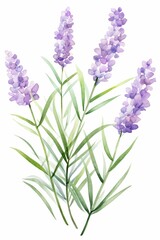 lavender themed frame or border for photos and text.delicate purple flowers and green stems. watercolor illustration, Perfect for nursery art, simple clipart, single object, white color background. 