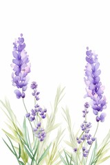 Naklejka premium lavender themed frame or border for photos and text.delicate purple flowers and green stems. watercolor illustration, Perfect for nursery art, simple clipart, single object, white color background. 