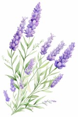 Obraz premium lavender themed frame or border for photos and text.delicate purple flowers and green stems. watercolor illustration, Perfect for nursery art, simple clipart, single object, white color background. 